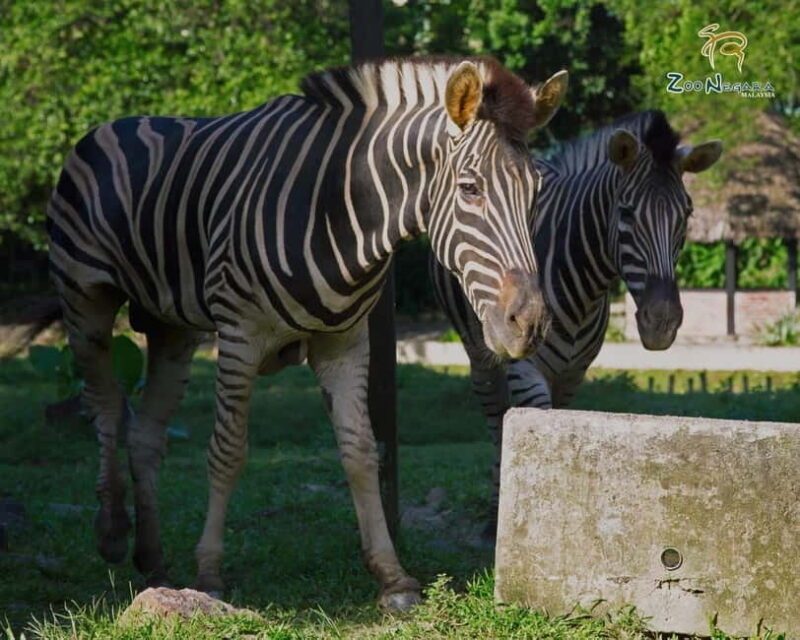 Selangor: Zoo Negara E-Ticket - Is This Tour Worth It?