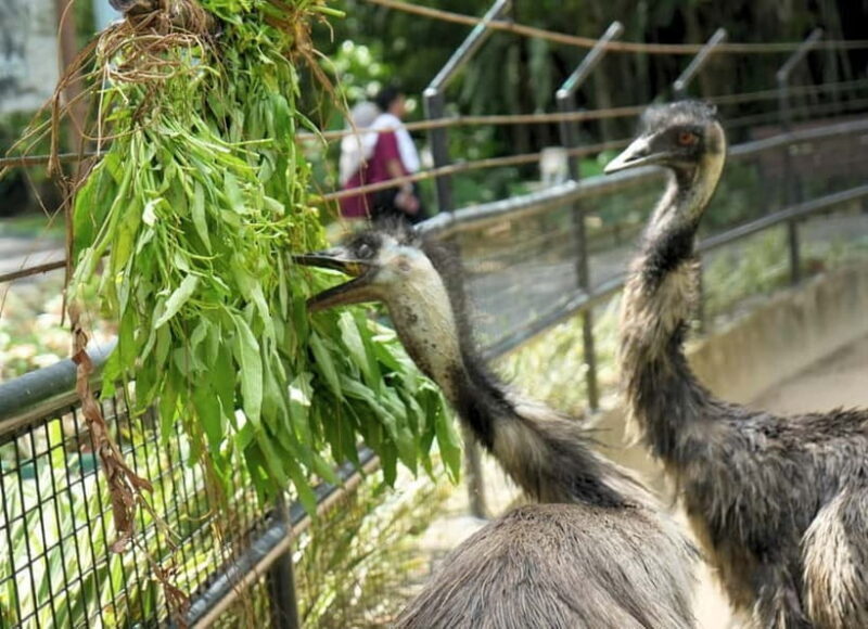 Selangor: Zoo Negara E-Ticket - FAQ