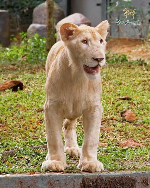 Selangor: Zoo Negara E-Ticket - The Value of Your Ticket