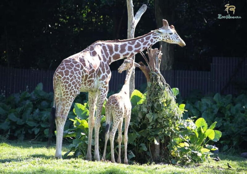 Selangor: Zoo Negara E-Ticket - The Sum Up