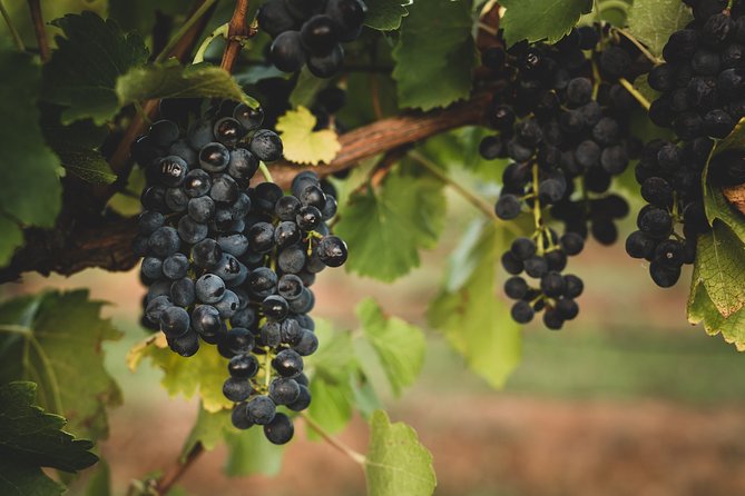 Select Your Own Wineries Private Day Tour, Hunter Valley  - New South Wales - The Sum Up