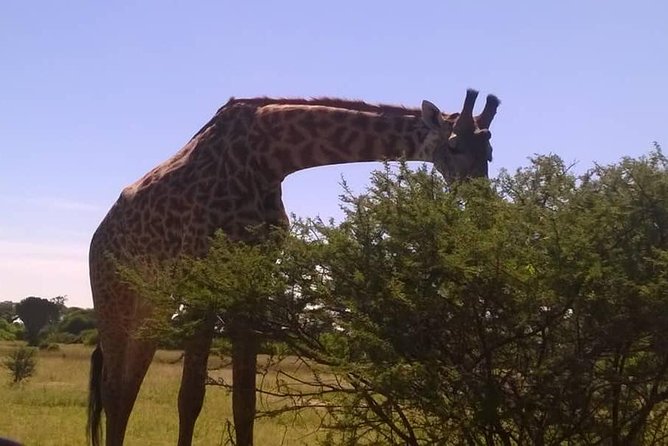 Seleus Game Reserve Safaris - Booking Details