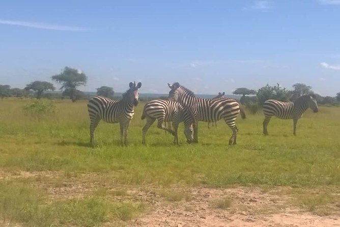 Seleus Game Reserve Safaris - Accessibility and Guidelines