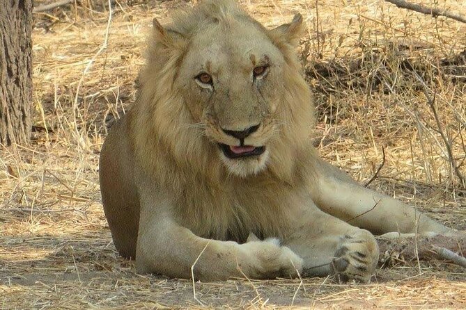 Seleus Game Reserve_ Mikumi and Ruaha National Park Trip(8 Days Safaris) - Exciting Activities Included