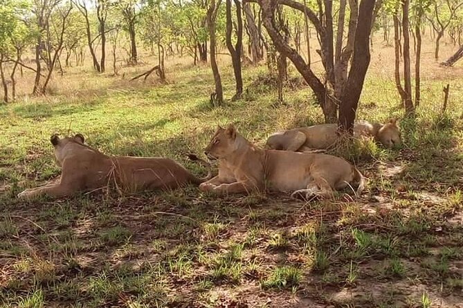 Seleus Game Reserve_ Mikumi and Ruaha National Park Trip(8 Days Safaris) - Booking Information