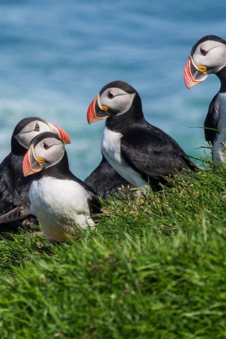 Self-Drive: Iceland Grand Tour (12 Days) - Accommodation Options
