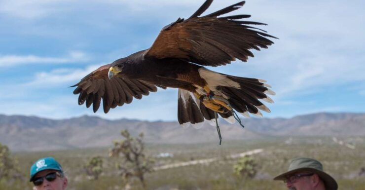 Self Drive Raptor Experience in Joshua Tree Forest - Experience Highlights