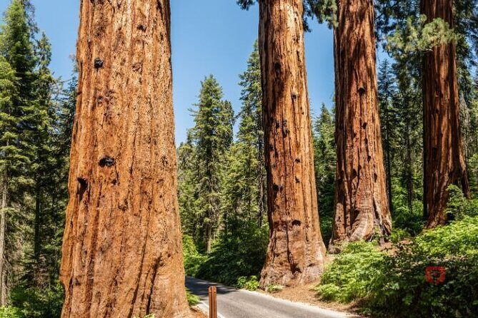 Self-Guided Audio Driving Tour in Sequoia and Kings Canyon - The Review from Real Travelers  