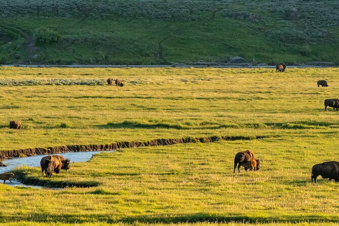 Self-Guided Audio Driving Tour in Yellowstone National Park - FAQ