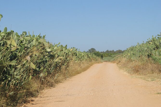Self-Guided Bike Tour Around Doñana From Seville - Common Questions