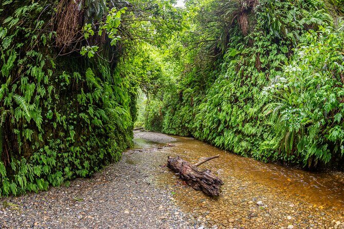Self Guided Driving Audio Tour of Redwood National and State Park - Potential Drawbacks and Considerations