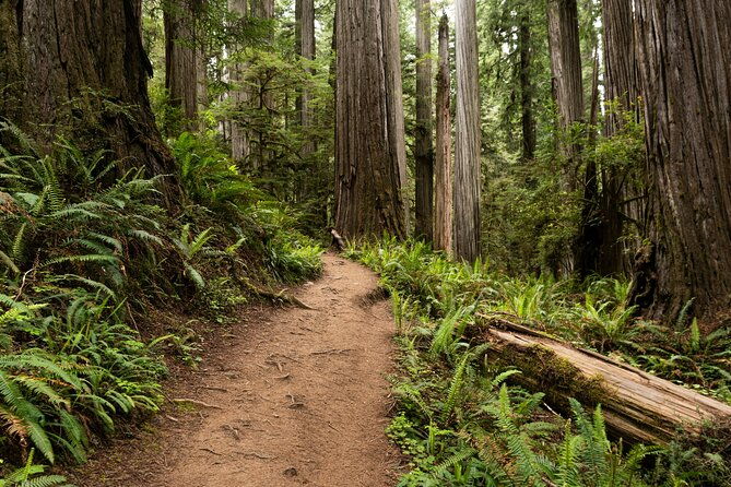 Self Guided Driving Audio Tour of Redwood National and State Park - Detailed Look at the Itinerary