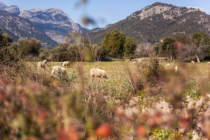 (Self Guided) Electric Scooter Tour in the Countryside Mallorca! - Directions for Self-Guided Tour