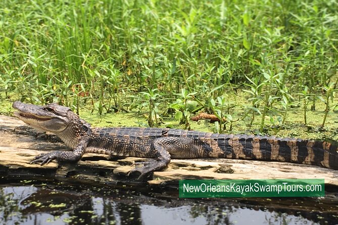 Self Guided Kayak Bayou Swamp Tour - Mobile Ticket