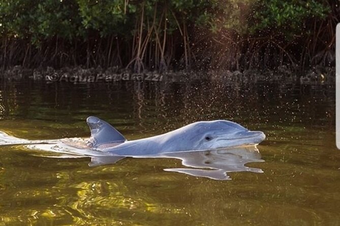 Self-Guided Kayaking Manatee and Dolphin Tour - Safety Guidelines and Recommendations
