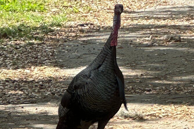 Self Guided Lakefront Tour on Electric Bike in Kissimmee (3 hrs.) - The Sum Up: Who Will Love This Tour?