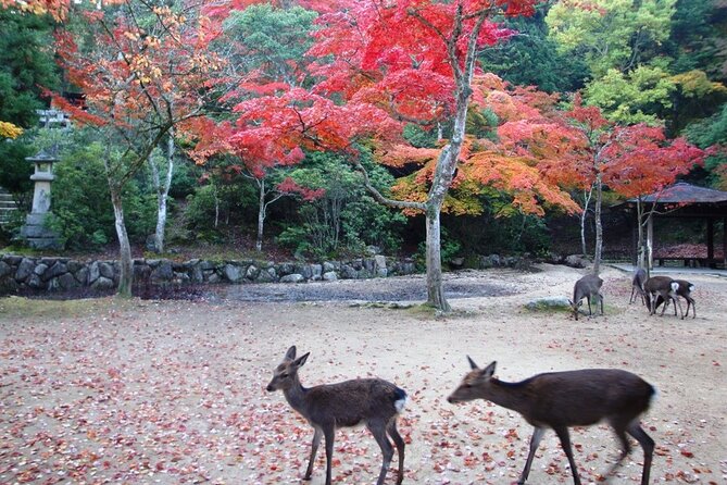 Self Guided Tour in Miyajima With Bullet Train and Ferry Ticket - Schedule