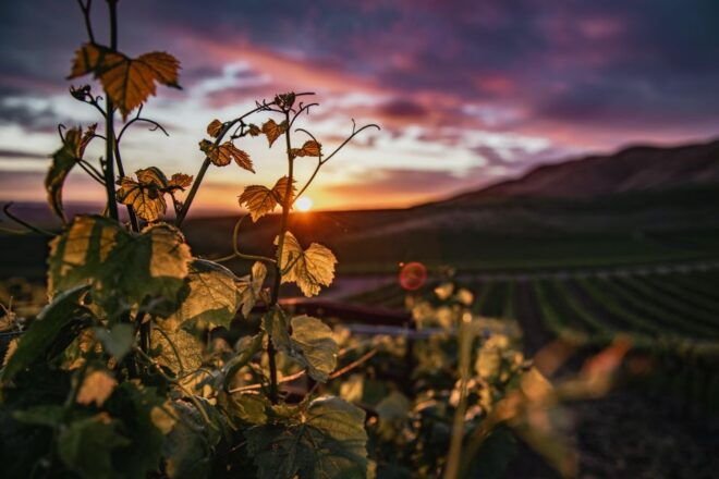 Self-Guided Wine Tasting Audio Tour - Calaveras County - Virtual Winery Tours