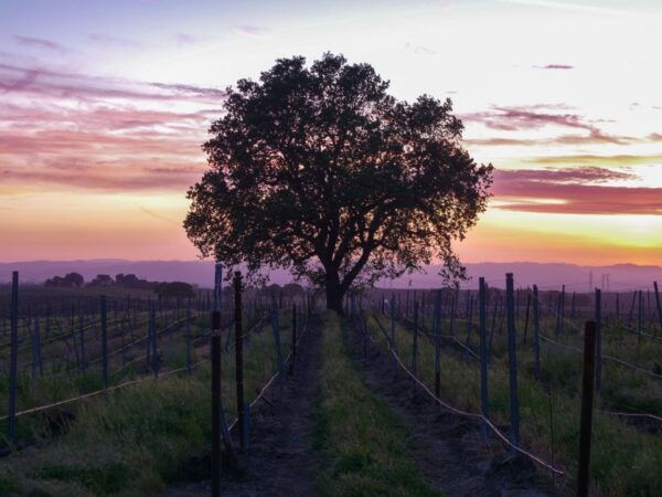 Self-Guided Wine Tasting Audio Tour - Calaveras County - Frequently Asked Questions