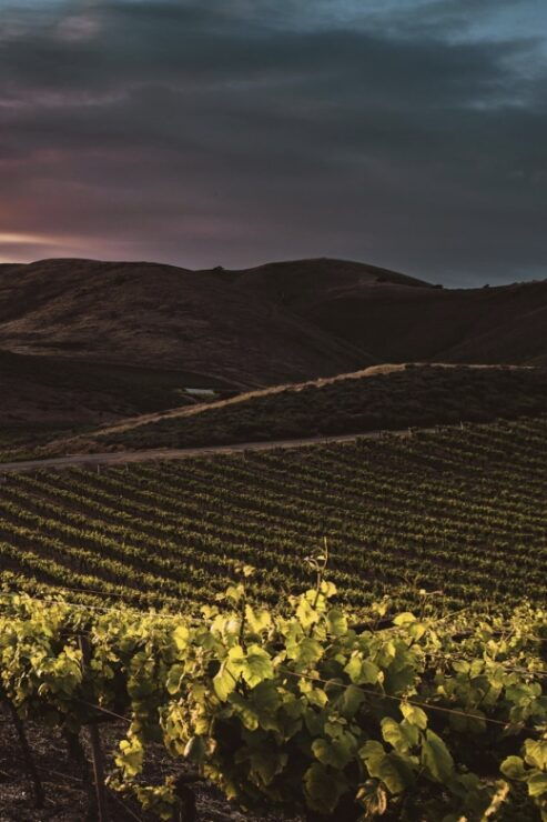 Self-Guided Wine Tasting Audio Tour - Lodi California - Activity Details