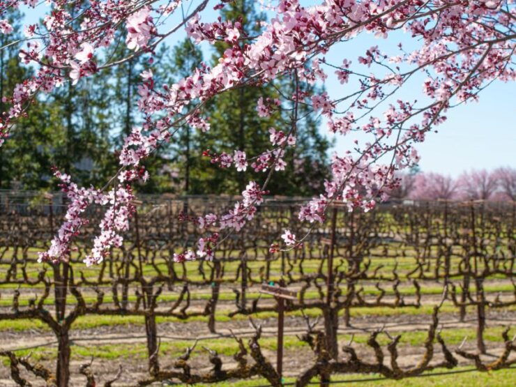 Self-Guided Wine Tasting Audio Tour - Lodi California - Starting Point & Pricing