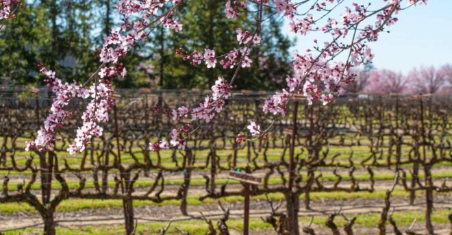 Self-Guided Wine Tasting Audio Tour - Lodi California - Frequently Asked Questions