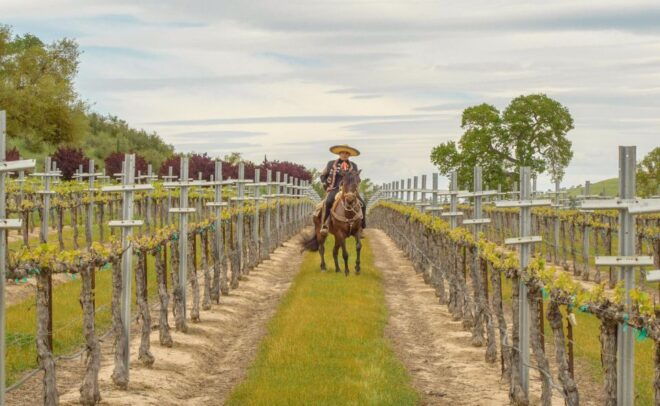Self-Guided Wine Tasting Audio Tour - Paso Robles CA - Booking Information