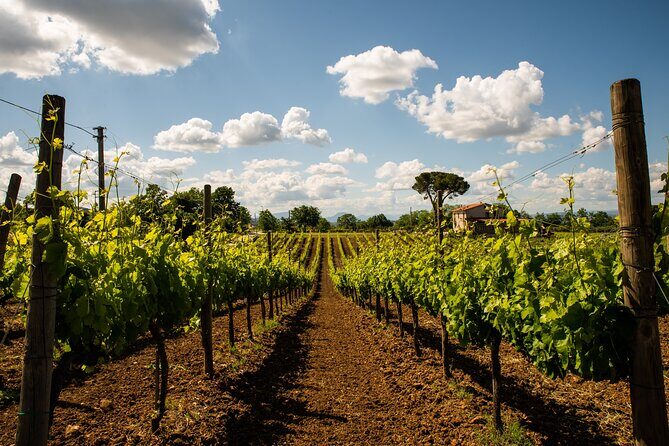 Sella delle Spine Taurasi: Tasting, Vineyard and Cellar Tour - What to Expect from the Sella delle Spine Vineyards and Cellar Tour