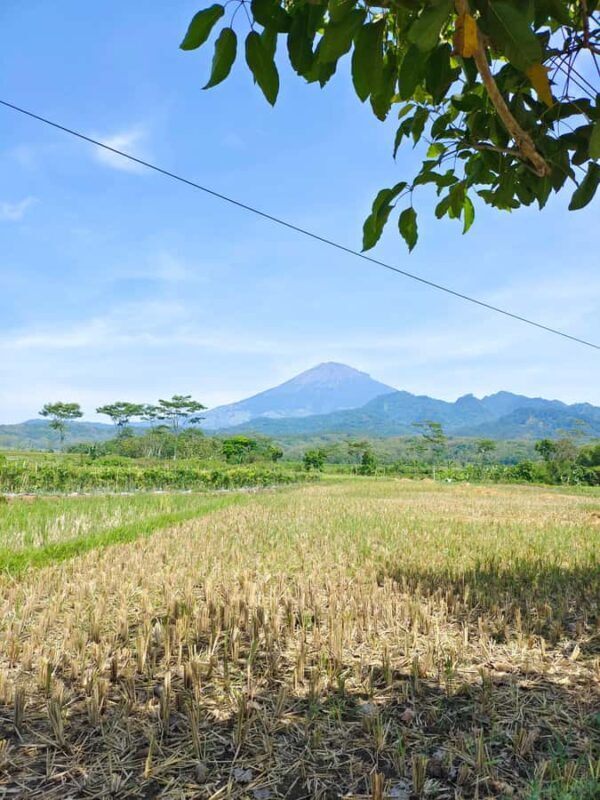 Selogriyo Temple and treking Java Rice Terrace and waterfall - Practical Tips for a Great Experience