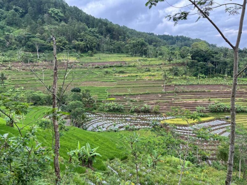Selogriyo Temple Coffee Processing & Village Trekking Tour - A Detailed Look at the Tour