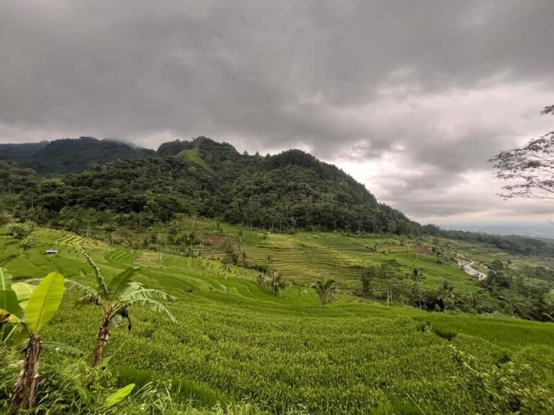 Selogriyo Temple Coffee Processing & Village Trekking Tour - FAQs