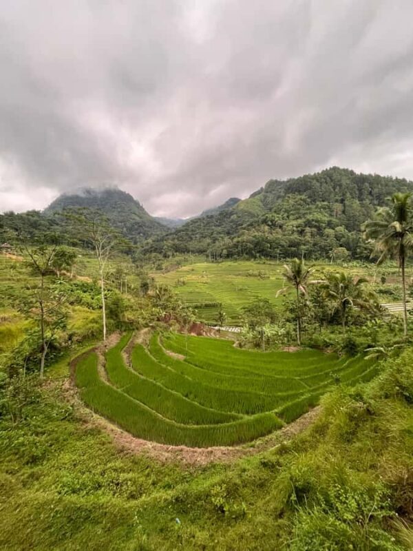 Selogriyo Temple Coffee Processing & Village Trekking Tour - Final Thoughts