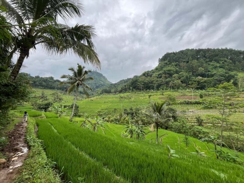 Selogriyo Temple Coffee Processing & Village Trekking Tour - Good To Know