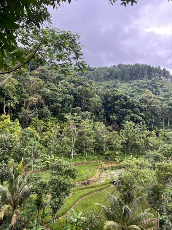 Selogriyo Temple Coffee Processing & Village Trekking Tour - FAQs