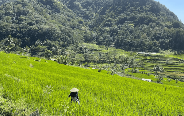 Selogriyo Temple & Java Rice Terrace Trek With Ticket - Questions You May Have