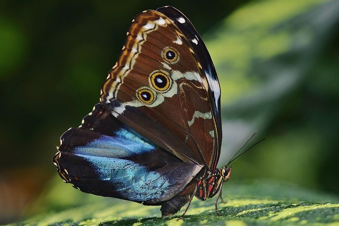 Selvatura Park Eco Adventure Tour of Monteverde - Additional Information