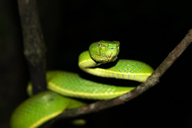 Selvatura Park: Herpetarium Tour in Monteverde - Frequently Asked Questions