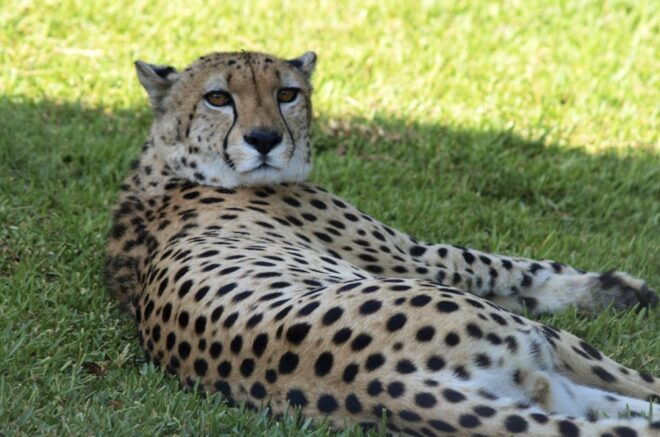 Selwo Aventura: Admission Ticket With Skip-The-Line Access - Pricing and Gift Option