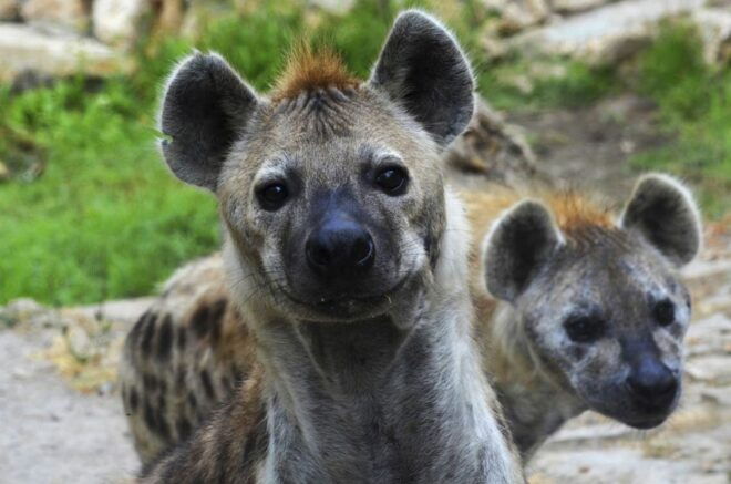 Selwo Aventura: Admission Ticket With Skip-The-Line Access - Customer Reviews