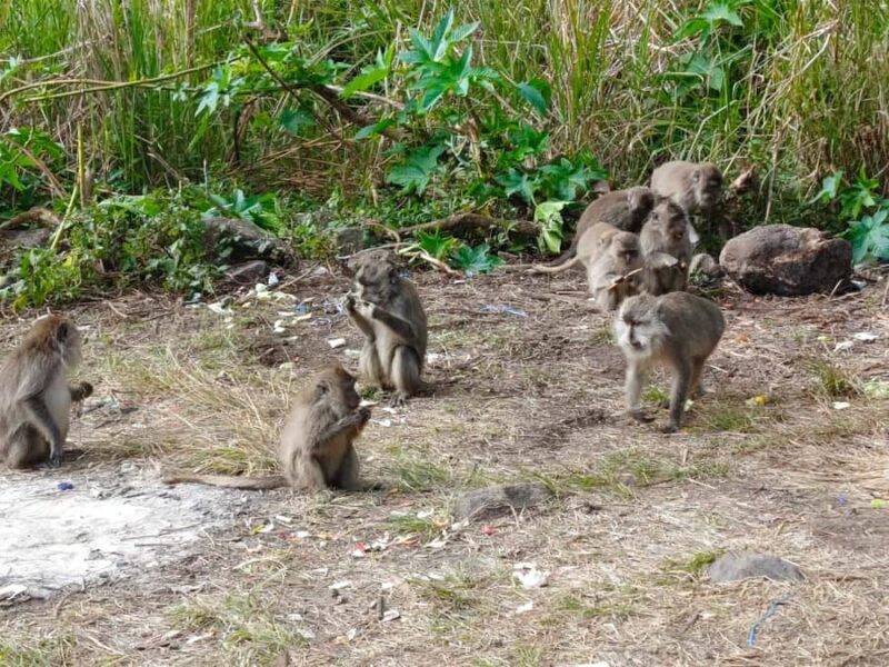 Sembalun,Torean Or Senaru : 3D/2N Mount Rinjani Summit Trek - Final Thoughts