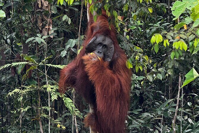 Semenggoh Orangutan and Annah Rais Longhouse - Good To Know