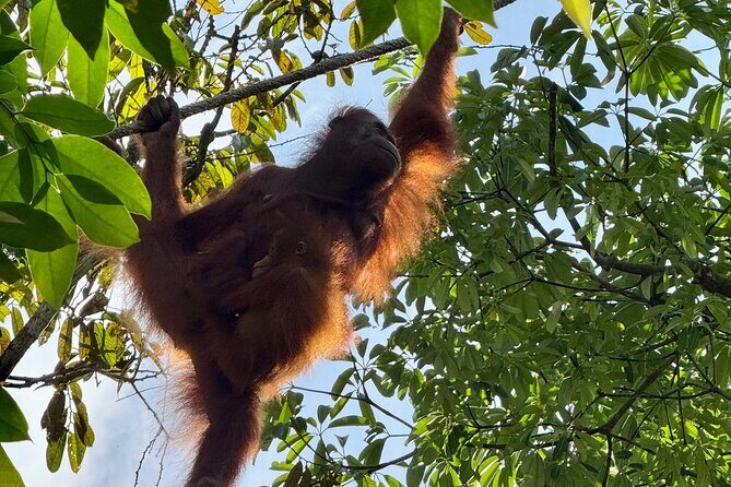 Semenggoh Orangutan and Annah Rais Longhouse - Starting Strong at Semenggoh Orangutan Centre