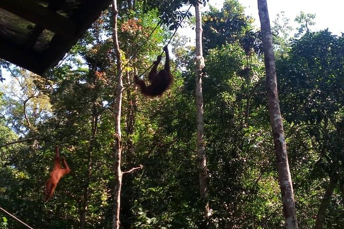 Semenggoh Orangutan Center & Sarawak Cultural Village - Tour Highlights