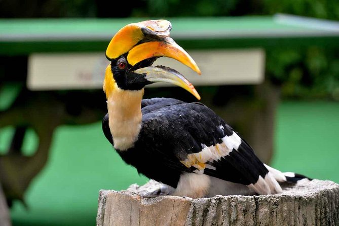 Semenggok Wildlife Centre - Tour Details