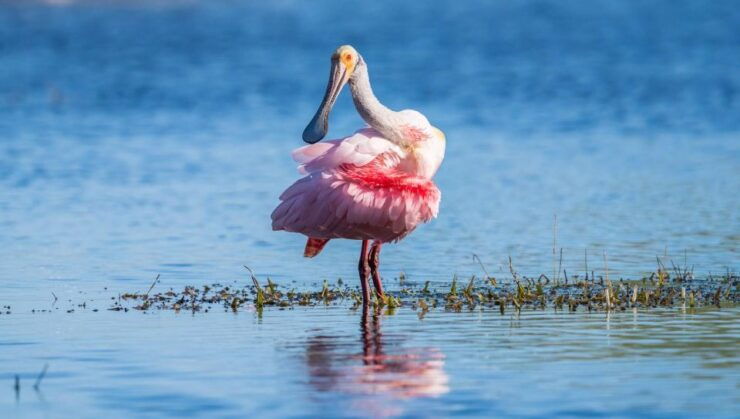 Semi-Private Everglades Tour From Miami or Fort Lauderdale - Booking Flexibility and Payment Options