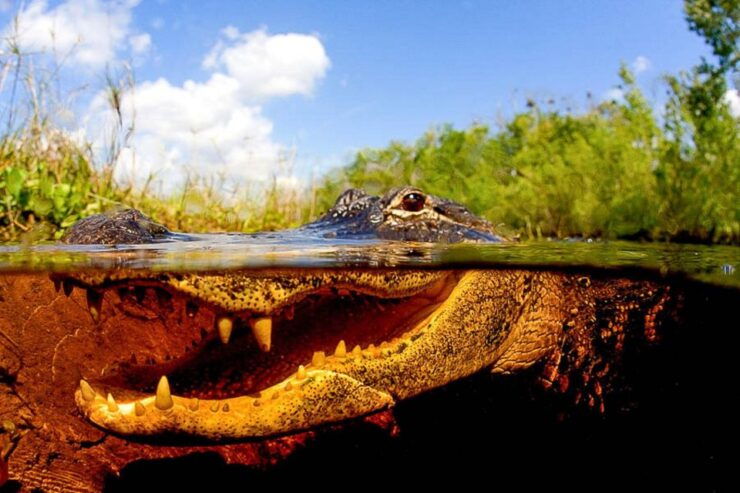 Semi-Private Everglades Tour From Miami or Fort Lauderdale - Duration and Scheduling