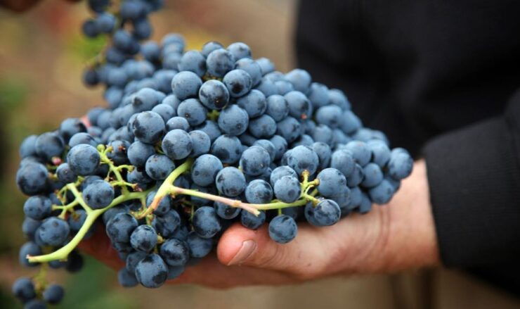 Semi Private Heraklion Valley Wine Tour With Lunch - Wine Tasting Experience
