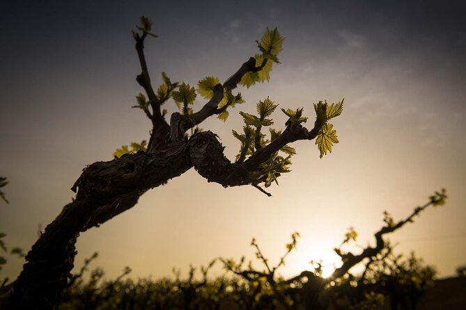 Semi Private Heraklion Valley Wine Tour With Transfer and Lunch - Cancellation Policy