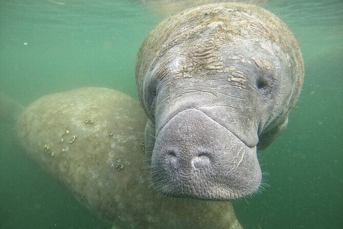 Semi Private Manatee Swim Tour - What Reviewers Love Most