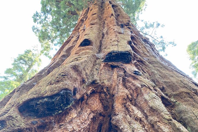 Semi Private Tour to Sequoia National Park With Lunch - The Sum Up
